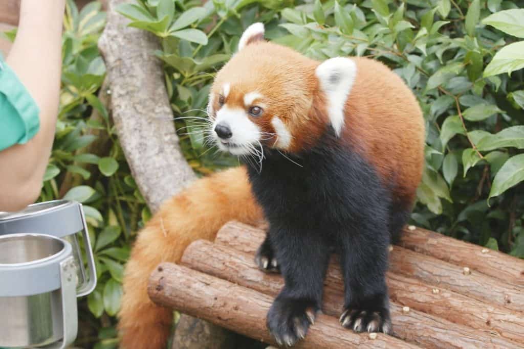 gift an experience with an animal, like this red panda