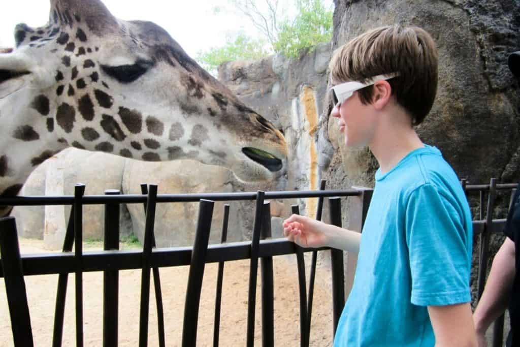 a boy near looking at a giraffe at the zoo